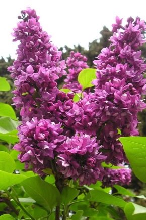 Lilac Dream: description and cultivation