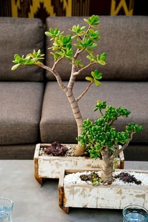 Izbor lonca za bonsai