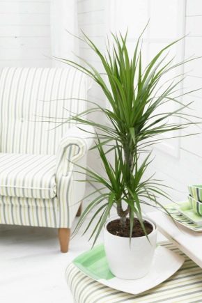 Dracaena marginata: penerangan dan penjagaan