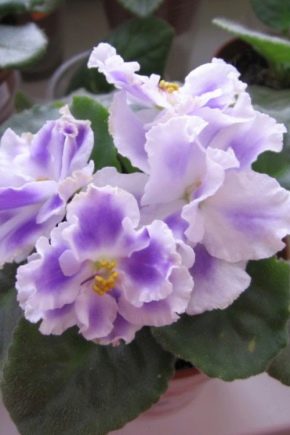 Violet Summer twilight: variety description and cultivation