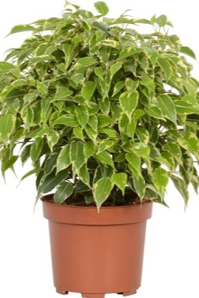 Ficus Kinki: features and care