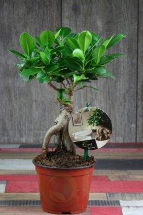 Ficus microcarp: description, reproduction and care