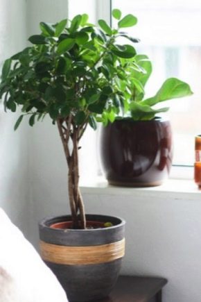 Ficus 