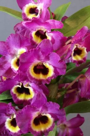 Dendrobium nobile orchid: description and cultivation features