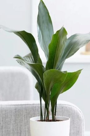 Aspidistra: description, varieties and care recommendations