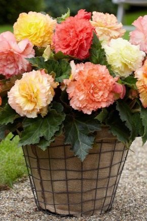 Diseases and pests of begonia