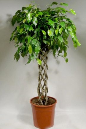 Ficus Benjamin: characteristics, varieties and rules of care