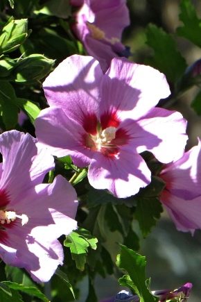 Syrian hibiscus: description, varieties and subtleties of cultivation