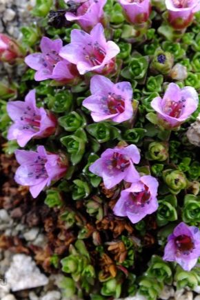 Arends' saxifrage: features, planting and care