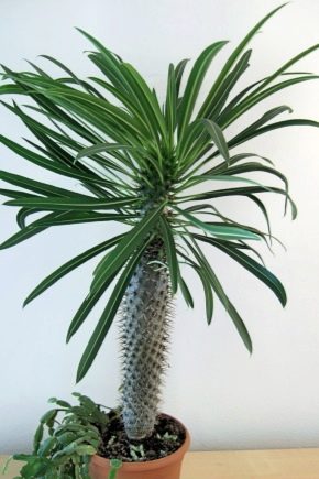 Pachypodium：特征，类型，栽培