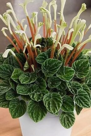 Peperomia caprata: opis, briga i reprodukcija