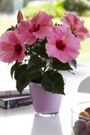 Types and varieties of hibiscus