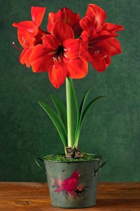 Amaryllis: features and types, planting and care