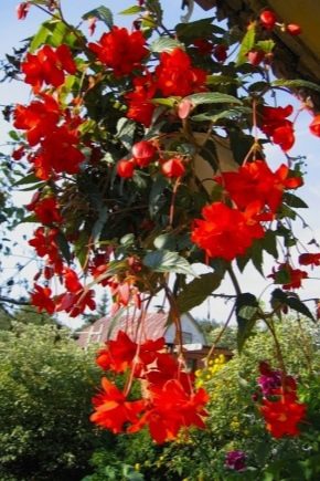 Ampelous begonia: what is it like and how to care for it at home?