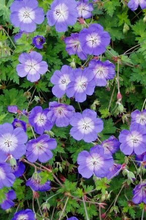 Geranium Roseanne: description, planting and care