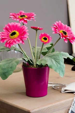 Gerberas: varieties and cultivation at home