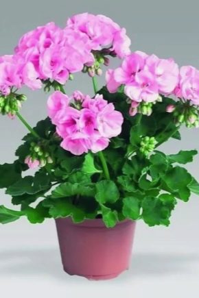 When and how to transplant geranium (pelargonium)?