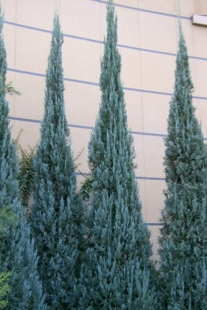 Blue thuja: varieties, tips for choosing, planting and care