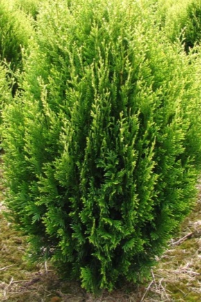 Thuja presavijena: opis, sorte, sadnja i nega