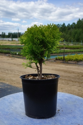 Thuja western Miriam: description, planting and care