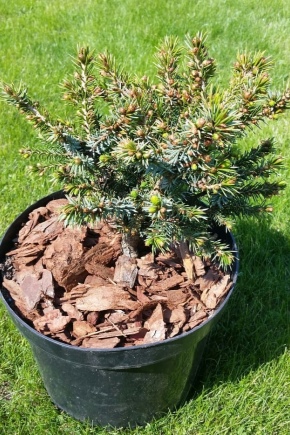 Serbian spruce Nana: description, planting, care and reproduction