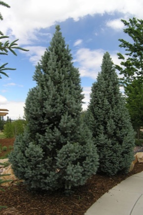 Spruce Iseli fastigiata: description, planting, care and reproduction