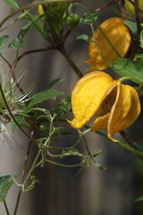 Clematis Tangut: sorte, sadnja i nega