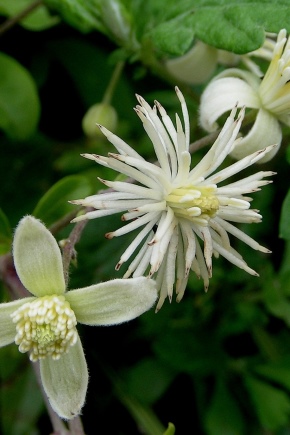 Clematis sa listovima grožđa: opis, sadnja i nega, reprodukcija