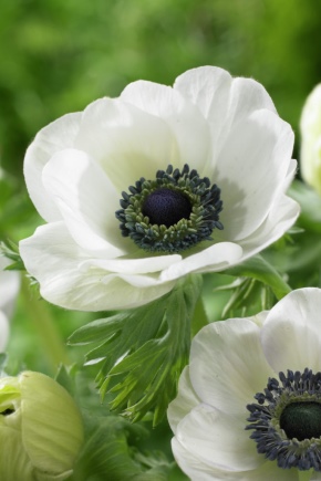 Anemone (anemone): pregled sorti, sadnje i njege