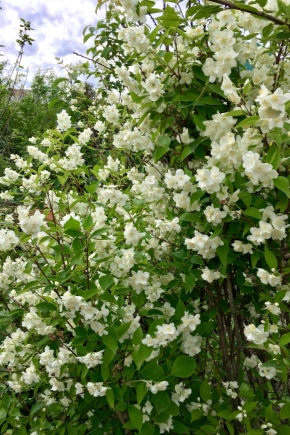 模拟橙与茉莉花有何不同？