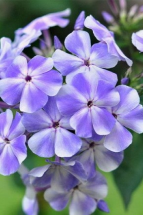 Phlox Gzhel: description, planting, care and reproduction