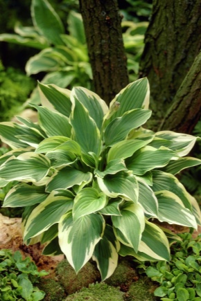 Hosta species and varieties