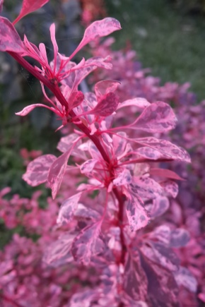 Barberry Thunberg Harlekin: opis i uzgoj