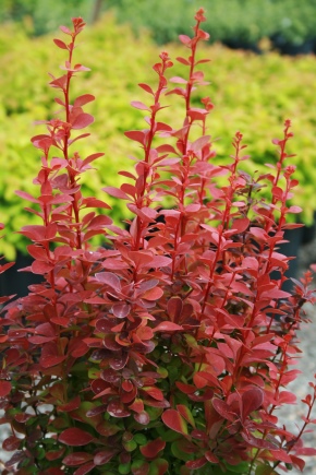 Barberry Thunberg“红色火箭”：描述，种植，护理和繁殖