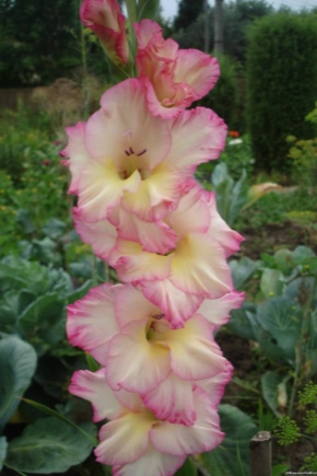 Gladiolus Priscilla: opis, sadnja i njega