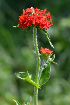 Lychnis: opis i sorte, sadnja i njega