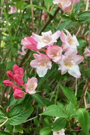 在莫斯科地区种植和照顾weigela