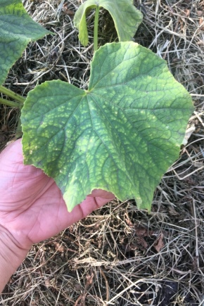 How to feed cucumbers with a lack of magnesium?