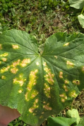 Kako izgleda peronosporoza krastavaca i kako je liječiti?