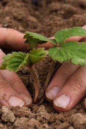 Kako se brinuti za jagode nakon berbe?