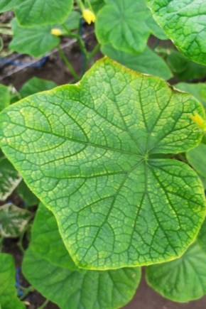 Why do cucumber leaves turn yellow at the edges and what to do?