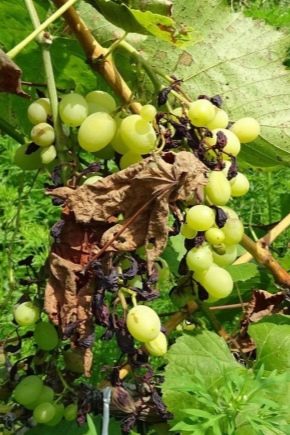 Plesni i oidijum na grožđu: uzroci i mere suzbijanja