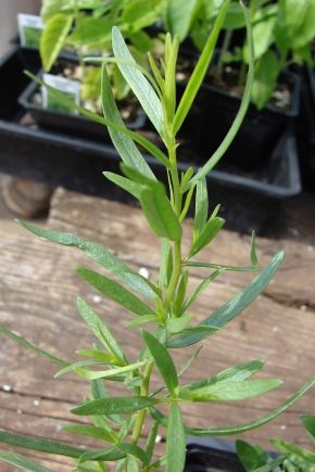 What does tarragon look like and how to grow a plant?