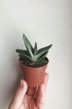 Što je Gasteria i kako je uzgajati?