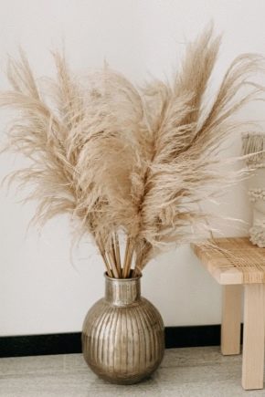 Pampas grass is a trendy decorative element