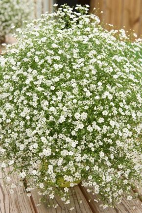 Druhy a odrody gypsophila