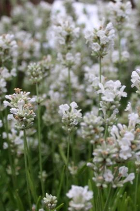 All about white lavender