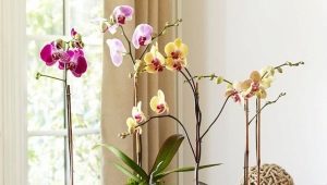 What are orchid pots and how to choose the best one?