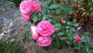 Rosa Lavinia：园林设计中的描述、栽培和使用