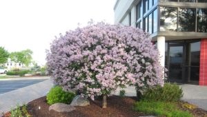 Standard lilac: description and subtleties of care